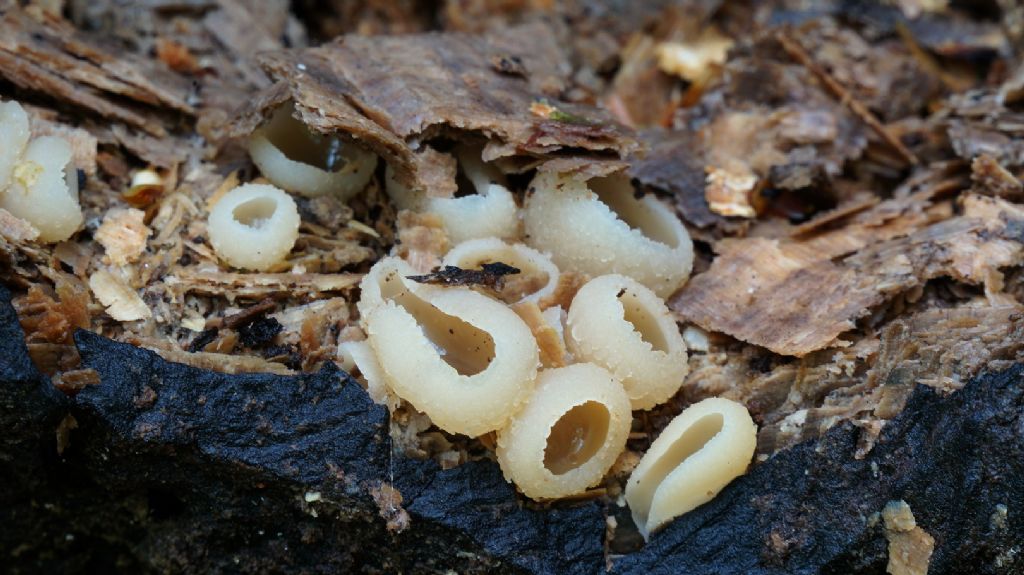 Fungo legnoso da determinare